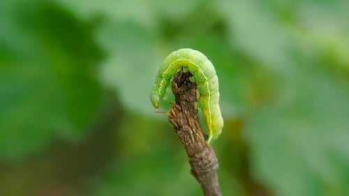 Grüne Raupe kriecht in Zeitlupe auf einem Ast auf grünen Blättern und Bokeh-Hintergrund