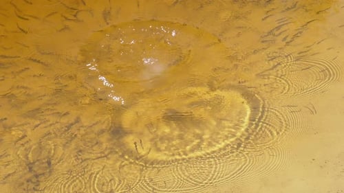 Viele kleine Fischherden im Fluss schwimmen und essen Brot. Füttern.