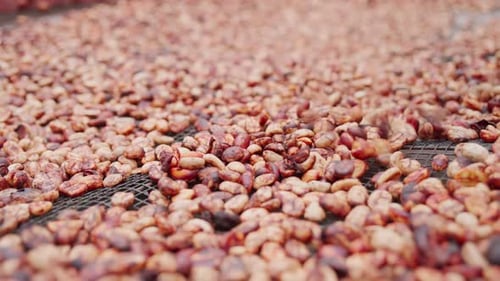 Coffee Beans Drying on Mesh Surface