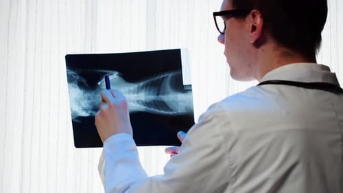 Doctor Reviews Animal X-Ray