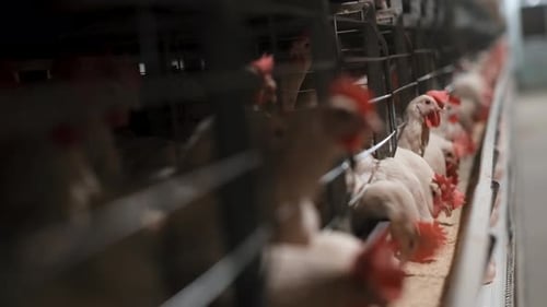 Farming Of Chickens