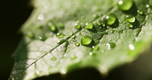 Leaf with glistening water droplets in daylight