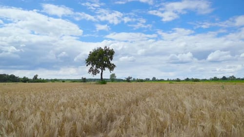 Wheat Crop Field