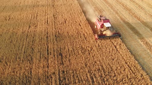 Aerial View Combine Harvester Agriculture Machine Harvesting Golden Ripe Wheat Field