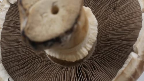 Champignons frais