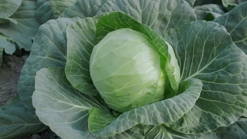 Junger Kohl wächst auf dem Feld