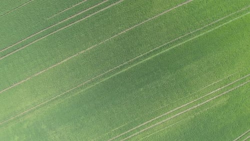 Above agricultural crop of green wheat 4K drone video