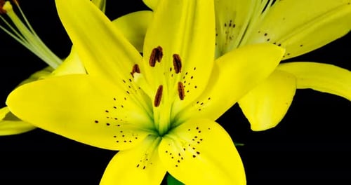 Lap de temps : fleur de lys jaune qui fleurit