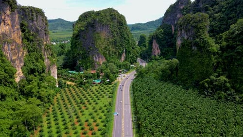 Aerial View of Road and Palm Oil Plantation in Krabi Thailand
