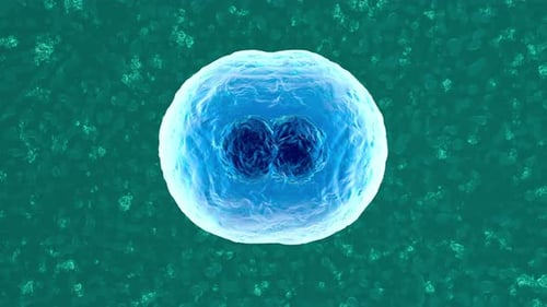 3D rendered Animation of a duplicating Cell