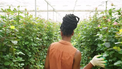 Woman Gardening in Greenhouse of Verdant Plants