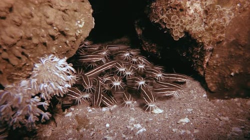 Underwater Catfish Tidying UP