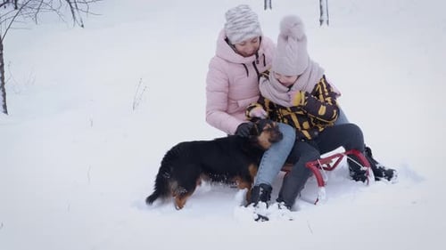 Game in the Snow with Dog