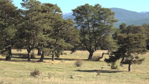 Kleine Wiese im kleinen offenen Raum zwischen dem Pinienwald