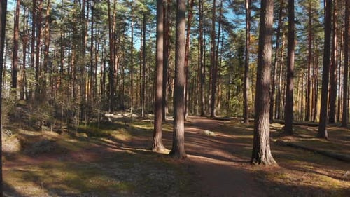 Walking on a path in a beautiful forest on a sunny day.