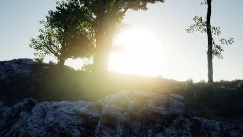 Trees on Rocks in Mountains at Sunset