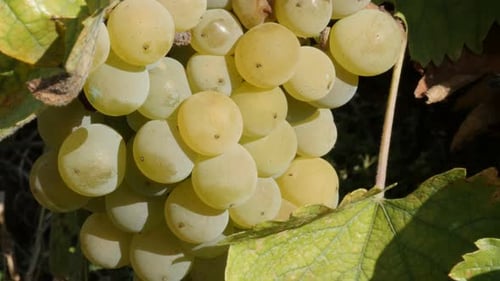 Weiße Traubengruppe in einem Weinberg Nahaufnahme 4K-Aufnahmen