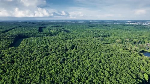 Aerial View Summer Forest