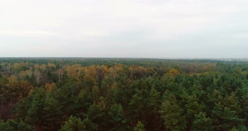 Flying Over Forest. Forest From Above
