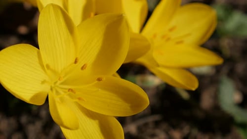 Narben und Blütenblätter der gelben Krokusblüte 3840X2160 UltraHD-Aufnahmen - Nahaufnahme Pflanze Maiglöckchen