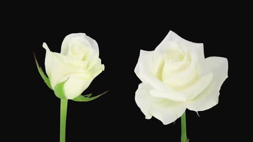 White Rose and Bud Wilting Time Lapse