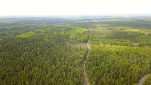 Empty Forest Road