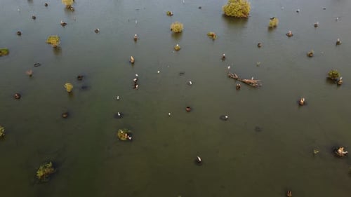 Habitat of birds in swamp area