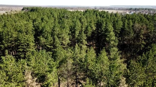 Flying Over the Beautiful Forest