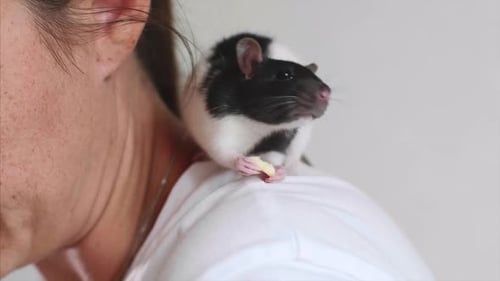 Hooded Rat Eating on Woman's Shoulder Indoors