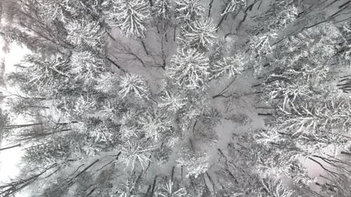 Top down aerial rotating over snow covered pine trees in cold winter forest