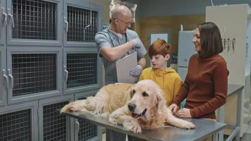 Veterinarian Checking Golden Retriever with Owner and Boy