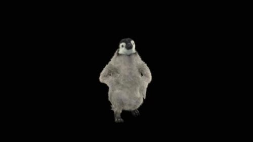 Penguin Dancing HD
