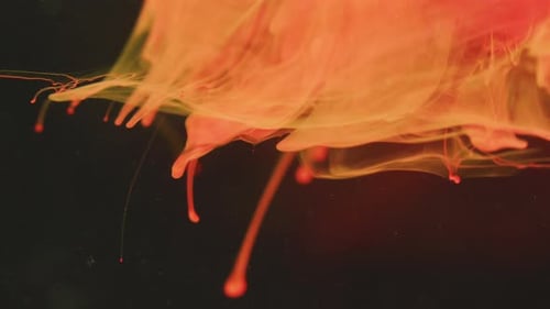 Abstract Orange and Yellow Ink Flowing on Black
