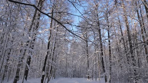 Road In The Winter Forest