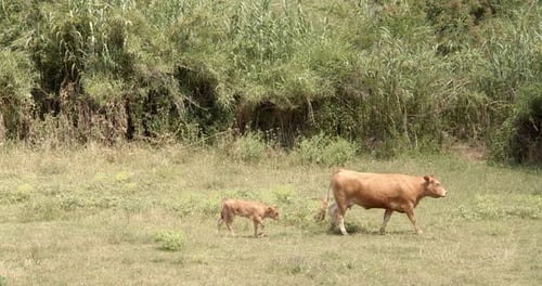 Braune Kühe grasen an sonnigen Sommertagen auf der grünen Wiese