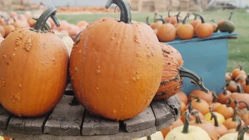 Fall Harvest of Pumpkins on Wooden Display