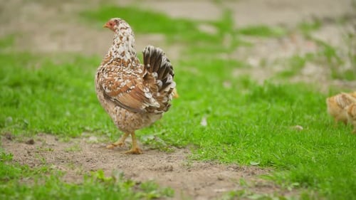 Hen with Chicks Walking on Grass