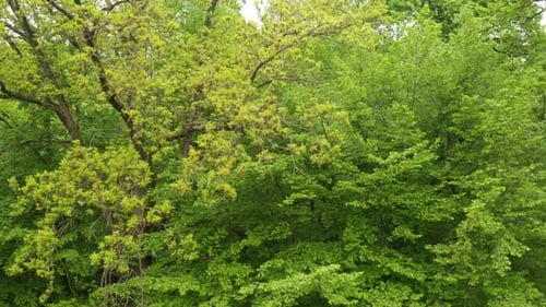 Wald 06