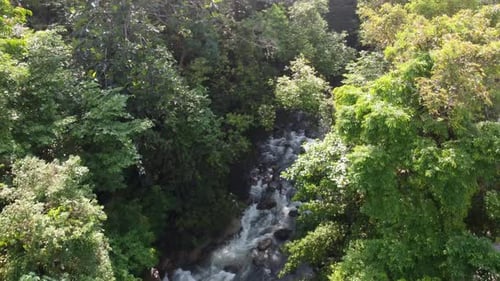 Aerial fly over the green lush forest tree and look down stream flow