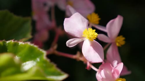 Caché dans le jardin, boutons de fleurs roses, bégonia, naturels, 4K 3840X2160, 30 images par seconde, images par seconde, UltraHD - Beg