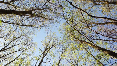 Branches d'arbres par le bas