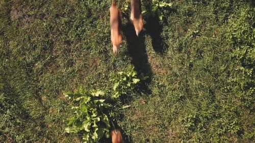 Top Down Aerial Over Purebred Beagle Dogs at Green Grass Valley
