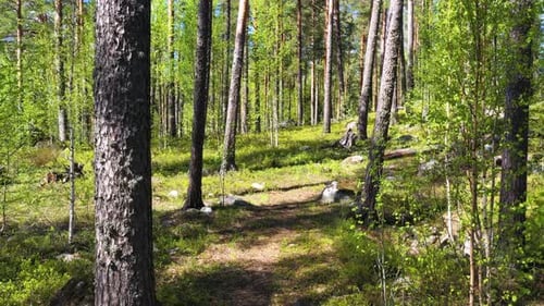 Beautiful Summer forest
