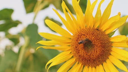 Bee on Yellow Sunflower in Rural Setting