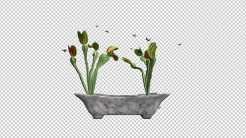 Realistic Venus Flytraps Catching Flies Animation