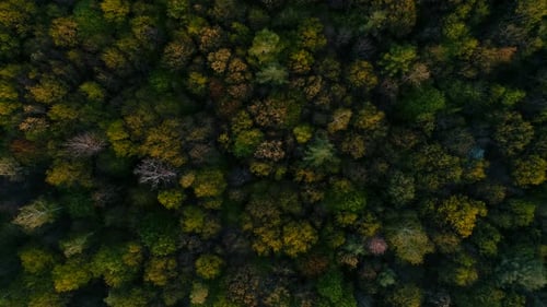 Spring Forest on Sunset in National Park