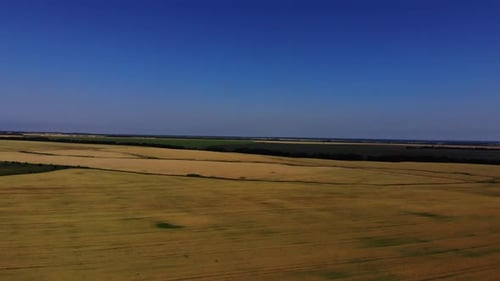 Aerial view of the wheat fields. Wheat fields from a height.