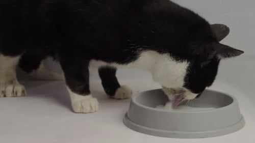 Black and White Cat Drinking Milk Close Up