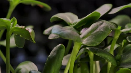 Growing Green Sprouts Plants Seeds in Greenhouse Agriculture Closeup Time Lapse