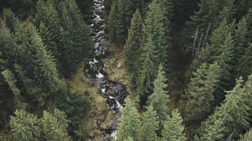 Mountain River at Sun Fir Forest Aerial
